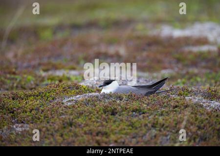 Falkenraubmöwe, Falken-Raubmöwe, brütend, auf Nest, Raubmöwe, Raubmöwen, Stercorarius longicaudus, skua a coda lunga, jaeger a coda lunga, le Labbe à lo Foto Stock