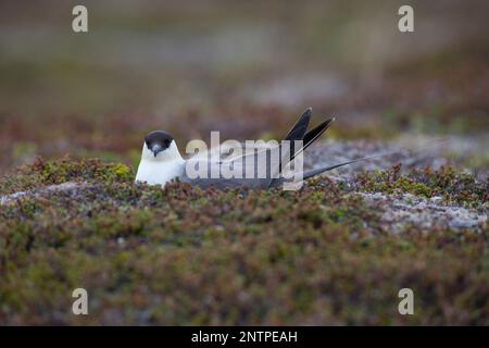 Falkenraubmöwe, Falken-Raubmöwe, brütend, auf Nest, Raubmöwe, Raubmöwen, Stercorarius longicaudus, skua a coda lunga, jaeger a coda lunga, le Labbe à lo Foto Stock