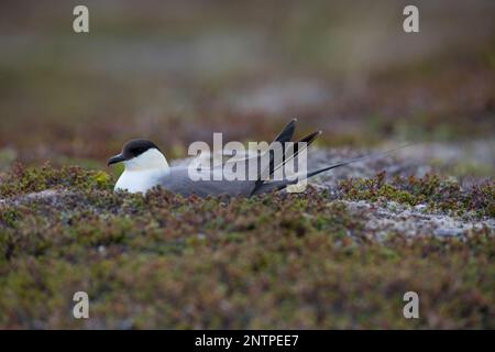 Falkenraubmöwe, Falken-Raubmöwe, brütend, auf Nest, Raubmöwe, Raubmöwen, Stercorarius longicaudus, skua a coda lunga, jaeger a coda lunga, le Labbe à lo Foto Stock