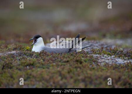 Falkenraubmöwe, Falken-Raubmöwe, brütend, auf Nest, Raubmöwe, Raubmöwen, Stercorarius longicaudus, skua a coda lunga, jaeger a coda lunga, le Labbe à lo Foto Stock