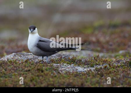 Falkenraubmöwe, Falken-Raubmöwe, Raubmöwe, Raubmöwen, Stercorarius longicaudus, skua a coda lunga, jaeger a coda lunga, coda le Labbe à longue Foto Stock