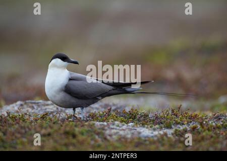 Falkenraubmöwe, Falken-Raubmöwe, Raubmöwe, Raubmöwen, Stercorarius longicaudus, skua a coda lunga, jaeger a coda lunga, coda le Labbe à longue Foto Stock