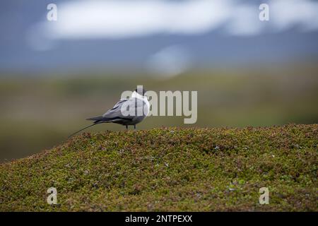 Falkenraubmöwe, Falken-Raubmöwe, Raubmöwe, Raubmöwen, Stercorarius longicaudus, skua a coda lunga, jaeger a coda lunga, coda le Labbe à longue Foto Stock