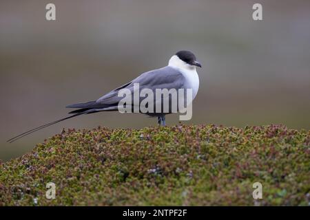 Falkenraubmöwe, Falken-Raubmöwe, Raubmöwe, Raubmöwen, Stercorarius longicaudus, skua a coda lunga, jaeger a coda lunga, coda le Labbe à longue Foto Stock