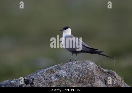 Falkenraubmöwe, Falken-Raubmöwe, Raubmöwe, Raubmöwen, Stercorarius longicaudus, skua a coda lunga, jaeger a coda lunga, coda le Labbe à longue Foto Stock