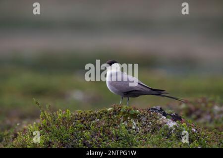 Falkenraubmöwe, Falken-Raubmöwe, Raubmöwe, Raubmöwen, Stercorarius longicaudus, skua a coda lunga, jaeger a coda lunga, coda le Labbe à longue Foto Stock