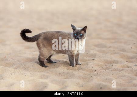 Gatto tailandese con occhi blu in piedi all'aperto sulla sabbia sulla spiaggia Foto Stock