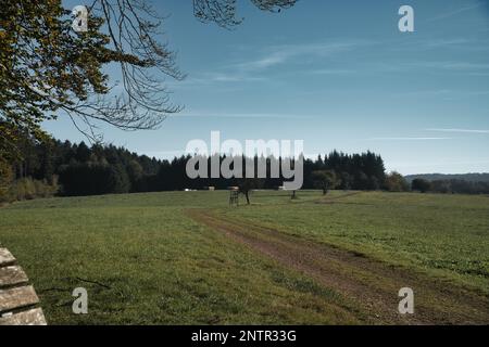 Prato con sentiero escursionistico in Renania-Palatinato. Vista sul campo con alberi sotto il cielo blu. Foto natura dal paesaggio Foto Stock