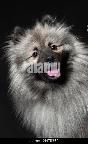Felice sorridente keeshond o lupo spitz razza cane su sfondo nero. Ritratto isolato dell'animale domestico Foto Stock
