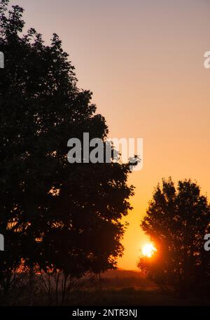 Tramonto. Il sole splende tra gli alberi nella luce dorata. Umore autunnale. Paesaggio foto dalla natura Foto Stock