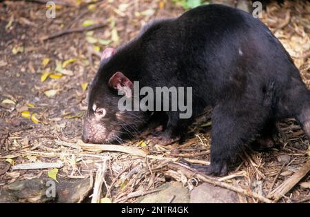 Australia, Tasmania, Wildlife, Tasmanian Devil (Sarcophilus harrisii), rumaging. Foto Stock