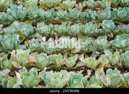 I cavoli verdi crescono in campo agricolo. Foto Stock