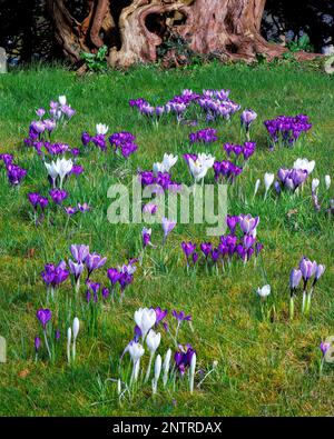 Crocus vernus 'Jeanne d'Arc' e 'Rememberance' ai Giardini di Aberglasney Foto Stock