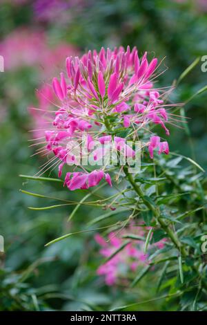 Cleome Hassleriana Cherry Queen, Spider Plant Cherry Queen, fiori rosa simili a ragno con prominenti stami Foto Stock