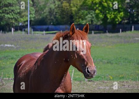 Ritratto di un giovane cavallo di colore marrone cioccolato, tirando caramello. Il suo muso è coperto di mosche. Fa molto caldo. Il cavallo è in un campo, vicino a. Foto Stock