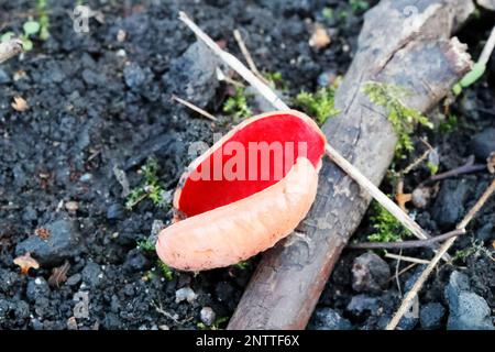 Scarlatto Elfcup (Sarcosca austriaca) che cresce nel muschio di Sphagnum. Foto Stock