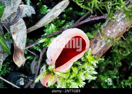 Scarlatto Elfcup (Sarcosca austriaca) che cresce nel muschio di Sphagnum. Foto Stock