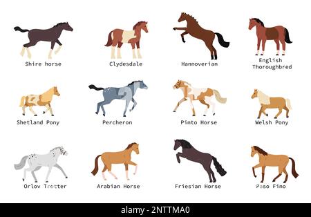 Razze di cavallo piatto con shetland pony hannoverian welsh arabian percheron isolato su sfondo bianco illustrazione vettoriale Illustrazione Vettoriale