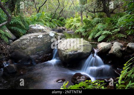 Piccolo fiume nella foresta del Parco Naturale di Starit, Algeciras, provincia di Cadice, Andalusia, Spagna Foto Stock