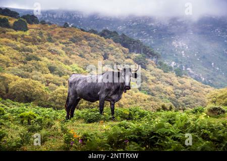 toro spagnolo pascolo sui campi nella provincia meridionale di Cadice, Andalusia, Spagna Foto Stock