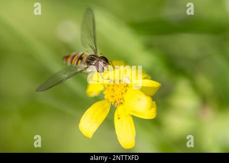 Marmalade Hover Fly, Episyrphus Balteatus Foto Stock