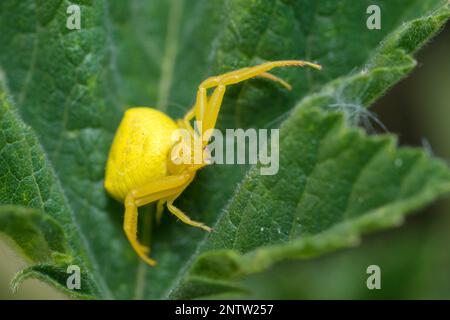 Giallo goldenrod Crab Spider su una foglia, Misumena vatia Foto Stock