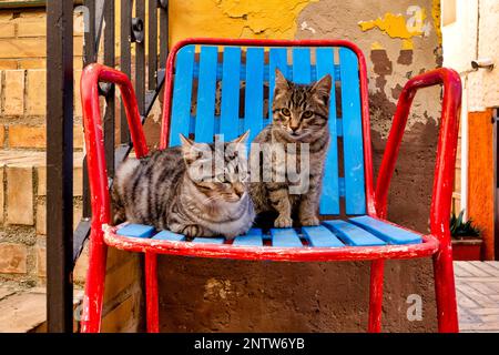 Gatti europei di razza Shortair su sedia rossa (Felix Catus), Pianella, Italia Foto Stock