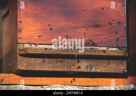 Vista estiva della produzione rurale di apiario e miele nei paesi della penisola balcanica, colonia di alveare, sciame di api in alveare in una campagna, multicolou Foto Stock
