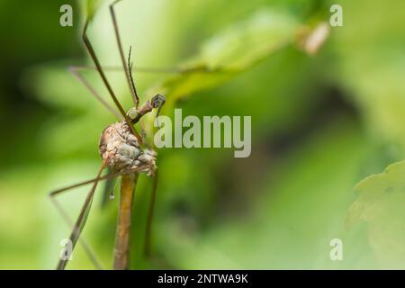 Marsh Crane Fly dettaglio testa, Tipula oleracea Foto Stock