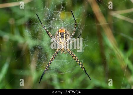 Banded Garden Spider seduto al centro della sua rete, Argiope Trifasciata Foto Stock