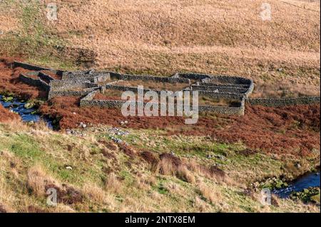 Recinti di pecora a Tarnbrook nella Foresta di Bowland, Lancashire Foto Stock