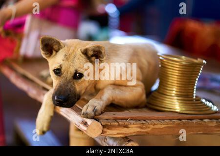 Cane che si rilassa su una panca accanto agli anelli di metallo collo indossati dalle donne della tribù a collo lungo. Questa immagine celebra la bellezza delle tradizioni culturali A. Foto Stock