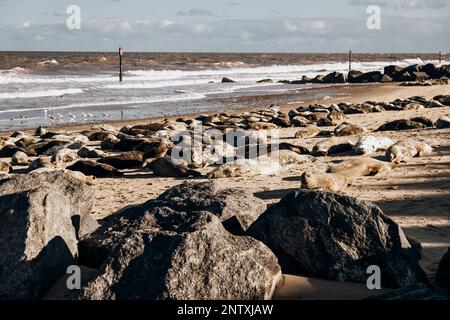 Foche prendere il sole alla spiaggia di Horsey Gap Norfolk Foto Stock