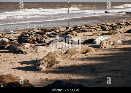 Foche prendere il sole alla spiaggia di Horsey Gap Norfolk Foto Stock