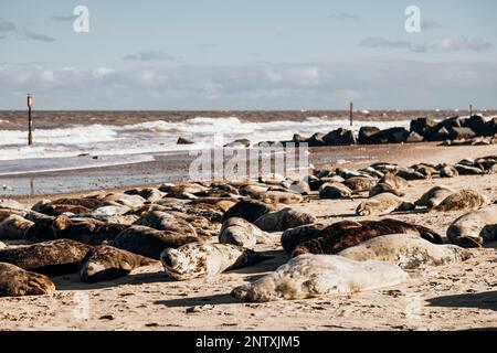 Foche prendere il sole alla spiaggia di Horsey Gap Norfolk Foto Stock