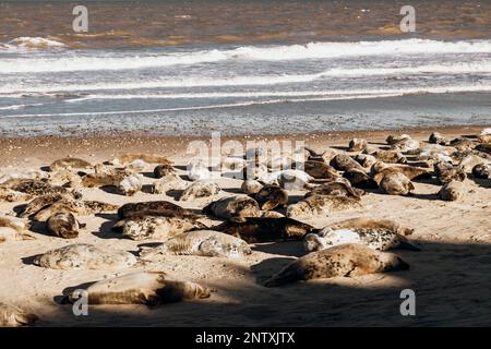 Foche prendere il sole alla spiaggia di Horsey Gap Norfolk Foto Stock