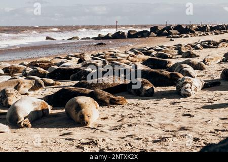 Foche prendere il sole alla spiaggia di Horsey Gap Norfolk Foto Stock