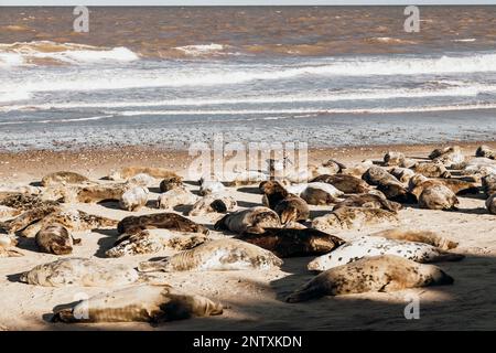 Foche prendere il sole alla spiaggia di Horsey Gap Norfolk Foto Stock