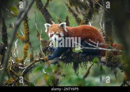 Immagine ritratto a tutto corpo di una femmina di panda rossa seduta in un albero di noce di quercia mossicante che mostra la brillante colorazione arancione nell'habitat naturale Foto Stock