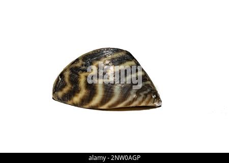 Zebra Mussel - Dreissena polymorpha Foto Stock