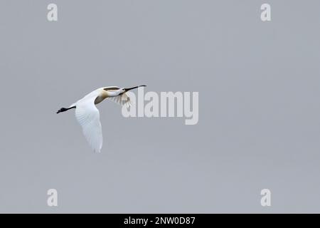 Eurasian Spoonbill (Platalea leucorodia) volo adulto Suffolk UK GB Febbraio 2023 Foto Stock