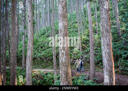 Pellegrini in Kumano Kodo vicino Hosshinmon-oji, Nakahechi percorso, Wakayama, Kinki, Giappone Foto Stock