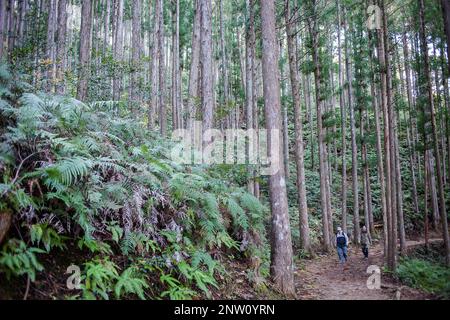 Pellegrini in Kumano Kodo vicino Hosshinmon-oji, Nakahechi percorso, Wakayama, Kinki, Giappone Foto Stock