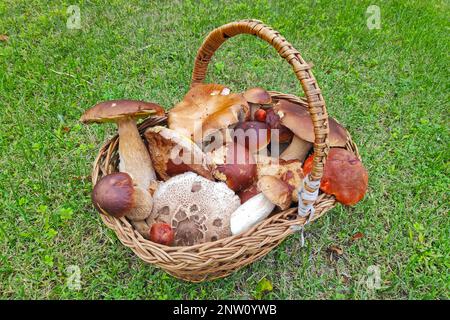 Primo piano su un cestino riempito con funghi commestibili. Foto Stock