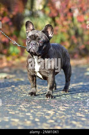 Un cane Bulldog francese nero si trova in un parco in una soleggiata giornata autunnale Foto Stock