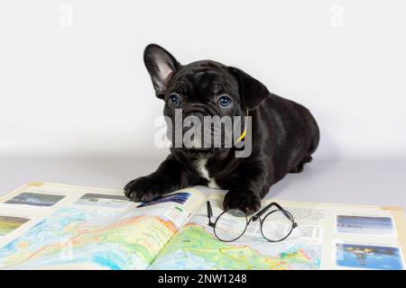 Un piccolo cucciolo francese Bulldog in occhiali si trova accanto ad un libro. Il concetto di avventura e di viaggio Foto Stock