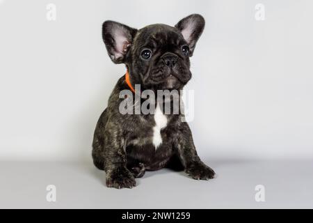 Il colore della tigre francese del bulldog del cucciolo siede e guarda al lato su uno sfondo grigio Foto Stock