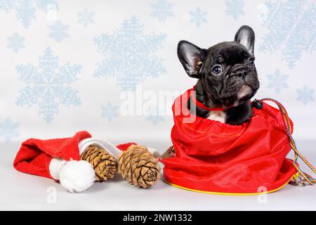 Cucciolo di cane da corrida francese in borsa regalo con coni di cedro e cappello di Santa. Natale e Capodanno concetto Foto Stock