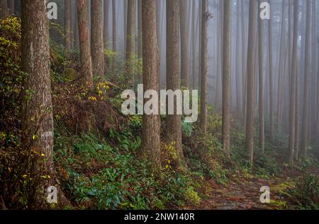 Foresta in Ogumotori-goe sezione, Kumano Kodo, Nakahechi percorso, Wakayama, Kinki, Giappone Foto Stock