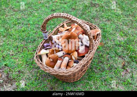 Primo piano su un cesto riempito di funghi commestibili (Boletus edulis, Lactarius deliciosus, Clitocybe nuda…). Foto Stock